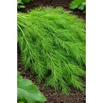 SEMO Kopr Mamut 4 g – Zboží Dáma