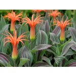 Tulipán 'Rigas barikades' 5 ks – Zboží Dáma