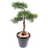 Květina Luxusní umělý strom PODOCARPUS BONSAI*4, 100cm