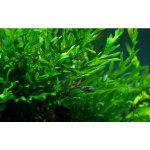 Bolbitis heudelotii - Bulvovka vodní – Zbozi.Blesk.cz