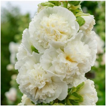 Topolovka plnokvětá bílá Chaters - Slézová růže - Alcea rosea - semena topolovky - 12 ks