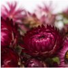 Smil listenatý Purple - Helichrysum bracteatum - osivo smilu - 300 ks