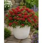 Verbena hybridní ‘Obsession Red’ v květináči – Zboží Dáma