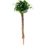 Dennerle Anubias nana Bonsai na palmě 4 x 4 x 15 cm – Zboží Mobilmania