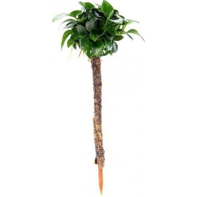 Dennerle Anubias nana Bonsai na palmě 4 x 4 x 15 cm – Zboží Mobilmania