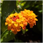 Lantana měňavá Lantana camara prodej semen 10 ks – Hledejceny.cz