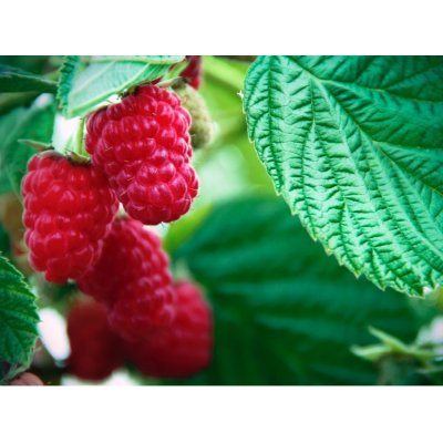 Maliník 'Heritage' – Sleviste.cz