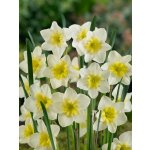 Narcis 'Bella estrella' 5 ks – Sleviste.cz