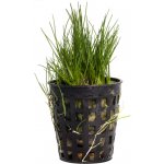 Eleocharis parvula – Sleviste.cz