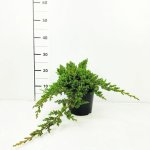 Juniperus procumbens 'Nana' Prodejní velikost: 020/030, Velikost hrnku: 7,5 l