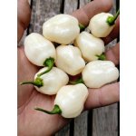 Semena Habanero Big Bullet – Sleviste.cz