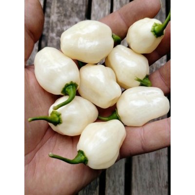 Semena Habanero Big Bullet – Sleviste.cz