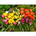 Mix botanických tulipánů 30 ks – Hledejceny.cz