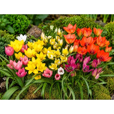 Mix botanických tulipánů 30 ks – Hledejceny.cz