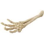 Europet Bernina Aqua Della Skeleton Hand 26,8x9,4x4,5 cm – Zboží Dáma