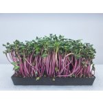 semínka na klíčky a microgreens Ředkvička Red Rose Váha: 500 g – Hledejceny.cz