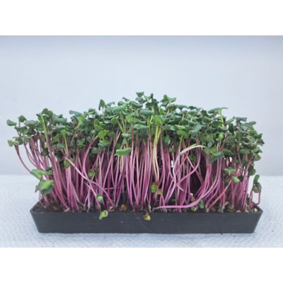 semínka na klíčky a microgreens Ředkvička Red Rose Váha: 500 g – Hledejceny.cz