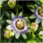 Mučenka modrá - Passiflora caerulea - semena mučenky - 5 ks – HobbyKompas.cz