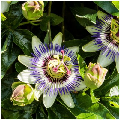 Mučenka modrá - Passiflora caerulea - semena mučenky - 5 ks – HobbyKompas.cz