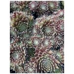 Sempervivum ISABELLA - netřesk – Sleviste.cz