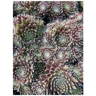 Sempervivum ISABELLA - netřesk – Sleviste.cz
