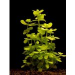 Bacopa lanigera - Bakuma vlasatá – Sleviste.cz