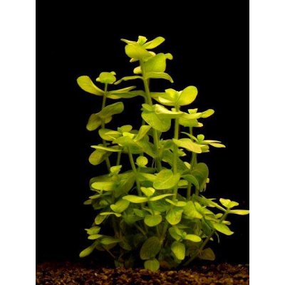 Bacopa lanigera - Bakuma vlasatá – Sleviste.cz