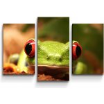 Sablio Obraz - 3-dílný Zelená žába - 75x50 cm – Hledejceny.cz