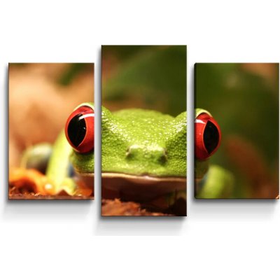 Sablio Obraz - 3-dílný Zelená žába - 75x50 cm – Hledejceny.cz
