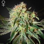 Green House Seed Tarte Tatin semena neobsahují THC 10 +10 ks Damn Sour – Zboží Dáma