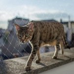 Duvo+ Ochranná síť na balkon pro kočky 3 x 2 m – Hledejceny.cz