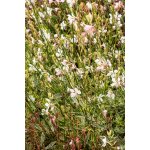 Gaura lindheimeri CORRIE'S GOLD - svíčkovec – Hledejceny.cz