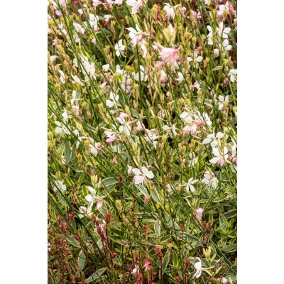 Gaura lindheimeri CORRIE'S GOLD - svíčkovec – Hledejceny.cz