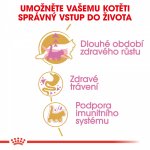 Royal Canin Maine Coon Kitten 0,4 kg – Zboží Dáma
