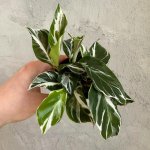 Calathea White Fusion baby – Sleviste.cz