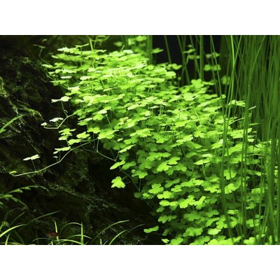 Hydrocotyle tripartita - Pupečník trojdílný – Hledejceny.cz