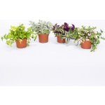 Voděnka MIX květináč 12cm – Sleviste.cz