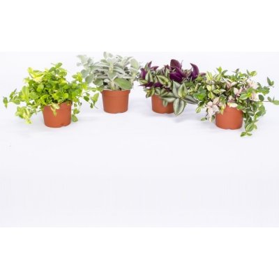 Voděnka MIX květináč 12cm – Sleviste.cz