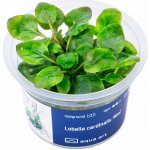 Lobelia cardinalis Mini – Hledejceny.cz