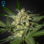 Green House Seeds White Widow AUTO semena neobsahují THC 1 ks – Hledejceny.cz