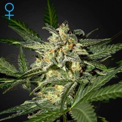 Green House Seeds White Widow AUTO semena neobsahují THC 1 ks – Hledejceny.cz
