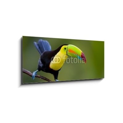 Obraz 1D panorama - 120 x 50 cm - Keel Billed Toucan, from Central America. Keel Billed Toucan, ze Střední Ameriky. – Hledejceny.cz