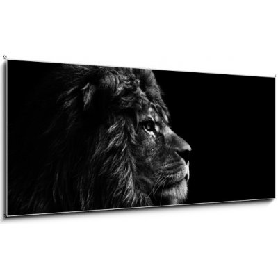 Obraz 1D panorama - 120 x 50 cm - Stunning facial portrait of male lion on black background in bla Ohromující obličej portrét lva na černém pozadí v bla