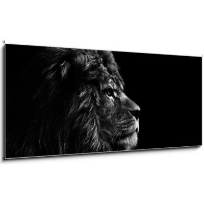 Skleněný obraz 1D panorama - 120 x 50 cm - Stunning facial portrait of male lion on black background in bla Ohromující obličej portrét lva na černém pozadí v bla – Hledejceny.cz