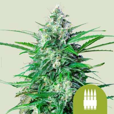 Royal Queen Seeds Royal AK AUTO Semena neobsahují THC 5 ks – Zboží Dáma