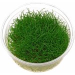 Eleocharis sp. Mini – Zboží Dáma