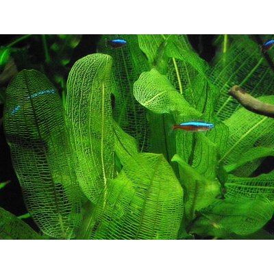 Aponogeton henkelianus – Zboží Mobilmania