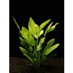 Echinodorus Marble Queen - Šípatkovec Marble Queen – Sleviste.cz