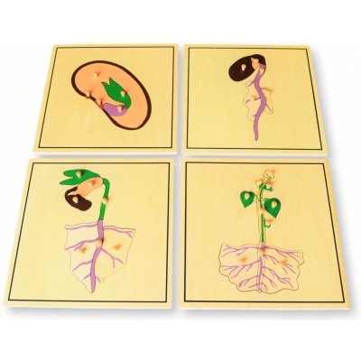 Montessori proces růstu – Sleviste.cz