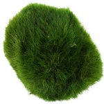 Aegagropila linnaei – Sleviste.cz